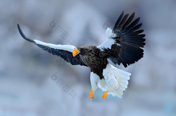 飞着稀有的鹰。 斯特勒`海鹰，海雕，飞禽的猎物，背景蓝天，北海道，日本。 e