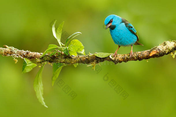 蓝色达克尼斯，达克尼斯乘，异国情调可爱的黄腿，哥斯达黎加。 蓝色鸣禽在自然栖息地。 很漂亮