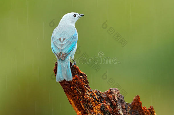蓝灰色的棕色，来自哥斯达黎加的异国热带蓝色鸟类。 鸟坐在美丽的绿色苔藓树枝上。 在南方观鸟
