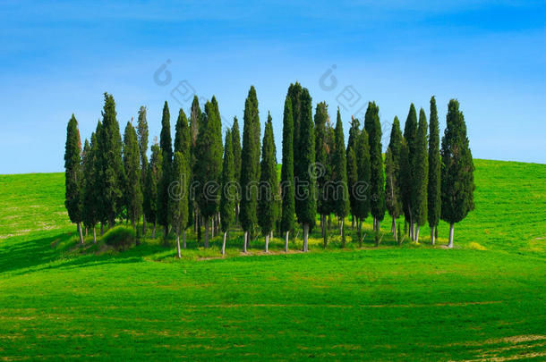 绿色的田野，深蓝色的天空，白云和树木，托斯卡纳，意大利。 夏天的托斯卡纳景观。 夏天的绿色草地