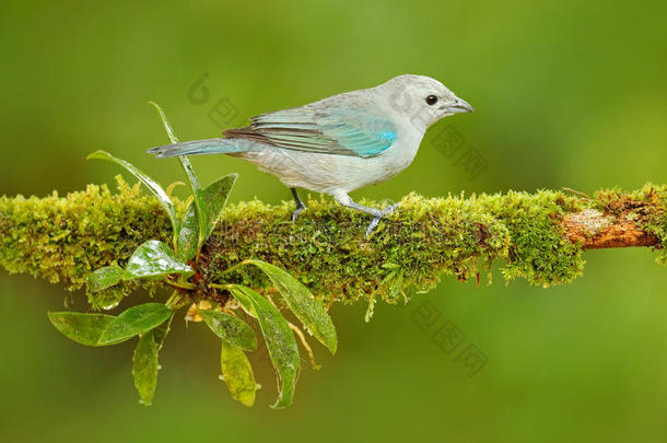 蓝灰色的棕色，来自哥斯达黎加的异国热带蓝色鸟类。 鸟坐在美丽的绿色苔藓树枝上。 在南方观鸟
