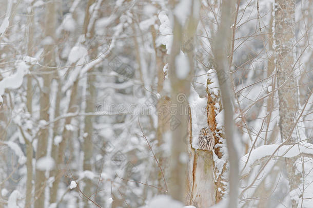灰色乌拉尔猫头鹰，条纹乌拉尔，坐在树枝上，藏在冬天的森林里。 美丽的鸟在自然<strong>栖息地</strong>，捷克