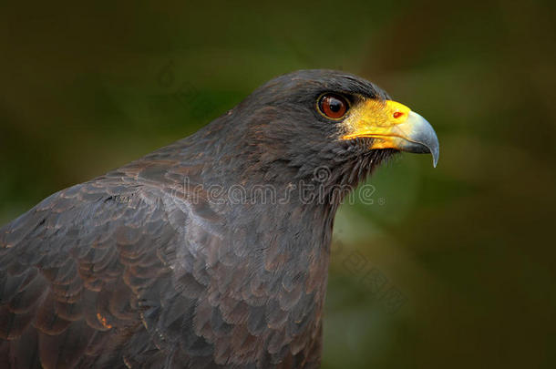 伟大的黑鹰，Buteogallusurubitinga，详细的野生鸟类鸟类的详细肖像。 南美的观鸟。 野生动物现场