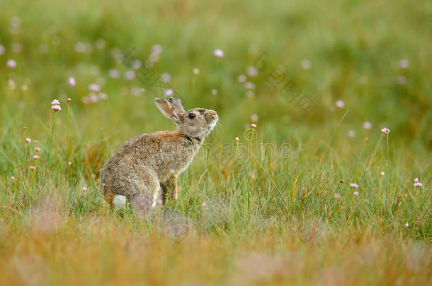 可爱的<strong>兔子</strong>和花蒲公英坐在草地上。 动物自然栖息地，草地生活。 欧洲<strong>兔子</strong>或普通<strong>兔子</strong>