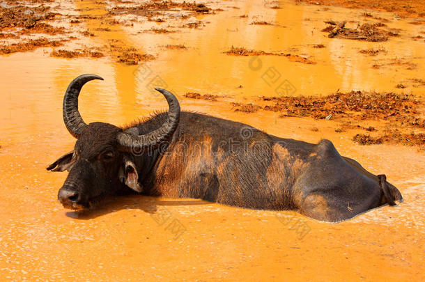 亚洲水牛，BubalusBubalis，在棕色池塘里。 野生动物现场，夏日与河流。 大自然栖息地的大动物