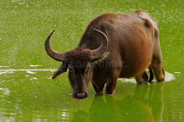 亚洲水牛，BubalusBubalis，在绿色池塘里。 野生动物现场，夏日与河流。 大自然栖息地的大动物