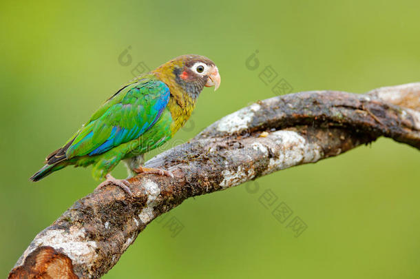 细节特写肖像鸟。 来自中美洲的鸟。 野生动物场景，热带自然。 来自哥斯达黎加的鸟。 棕色的鹦鹉