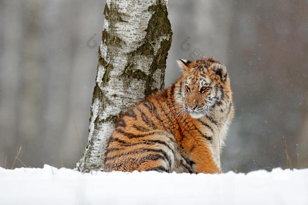 阿穆尔虎坐在雪地里。 野生冬季大自然中的老虎。 与危险动物一起行动野生动物现场。 塔加的寒冷冬天。 雪花