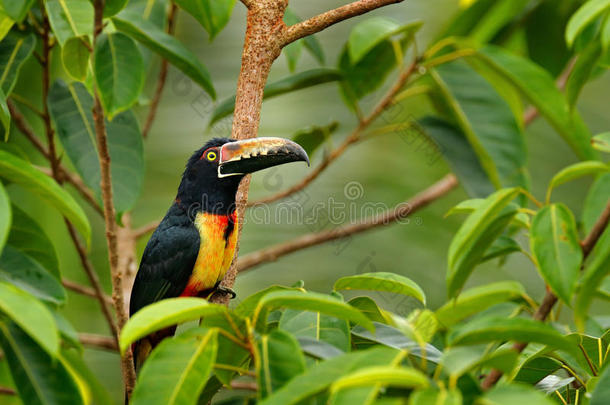 带大喙的鸟。 巨嘴鸟坐在森林里的树枝上，博卡·帕达，拉古纳·德·L