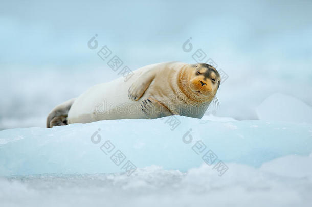 可爱的动物躺在冰上。 带封条的蓝色破冰船。 欧洲的寒冷冬天。 北极芬拉蓝白冰上的胡须海豹