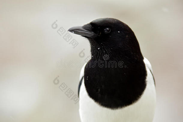 黑白鸟的详细冬季肖像。 欧洲喜鹊或普通喜鹊，皮卡，黑白相间的长尾鸟，