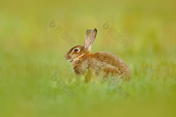 可爱的兔子和花蒲公英坐在草地上。 动物在自然栖息地，生活在草地，德国。 欧洲兔子或通讯
