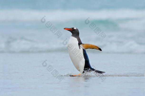 金杜企鹅在福克兰群岛的海洋中游泳时跳出了蓝色的水