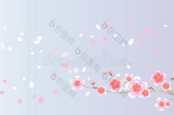 樱花枝和花瓣在浅蓝色紫色背景上分离飞行。 苹果树的花。 樱花。 矢量EPS10