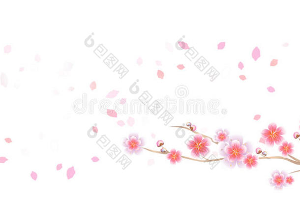 樱花枝和花瓣在白色背景上分离飞行。 苹果树的花。 樱花。 矢量EPS10，CMYK