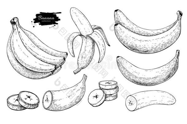 香蕉集矢量绘图。 孤立的手绘束，剥香蕉和切片。 夏季水果雕刻风格