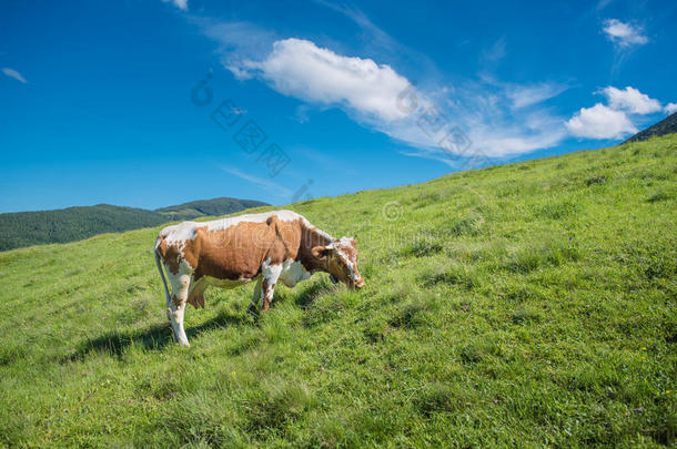 山上牧场上的牛。 夏天山谷里阳光明媚。 穆坦范围在背景。