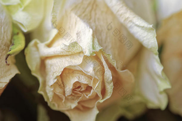 褪色的干白玫瑰特写镜头。凋谢的花。彩色照片