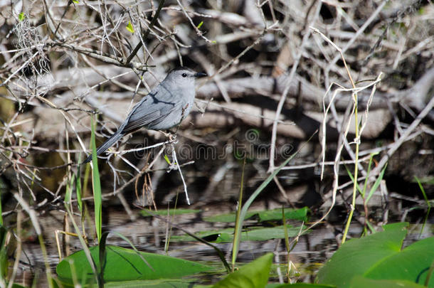 灰色猫鸟，奥克芬诺克沼泽国家野生动物避难所
