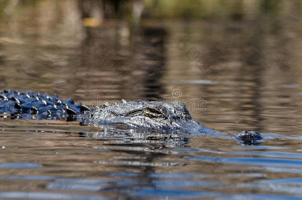 美国鳄鱼，奥克芬诺克沼泽国家野生动物避难所