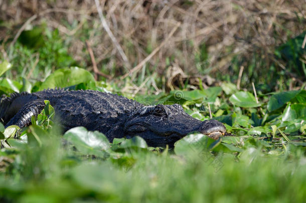美国鳄鱼晒太阳，奥克芬诺克沼泽国家野生动物避难所