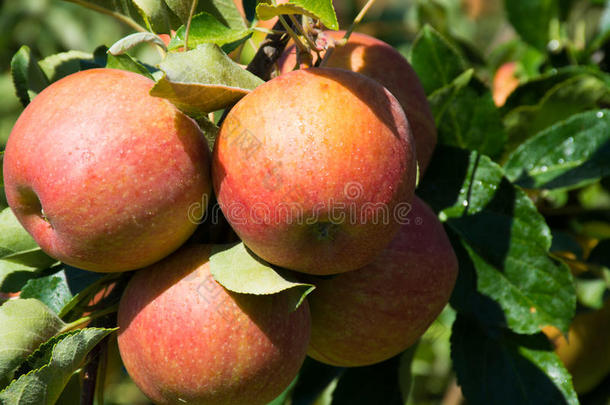农业的农业苹果秋天分支