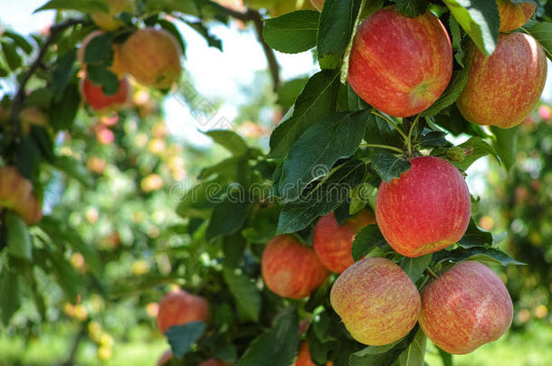 农业的农业苹果秋天分支