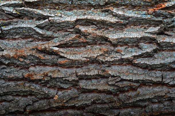 美丽的天然纹理树皮木板用作天然木质纹理
