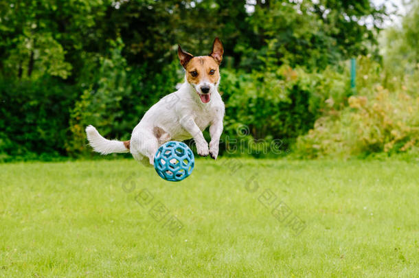 蹦蹦跳跳的狗在后院玩玩具球