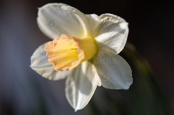 水仙花水仙花