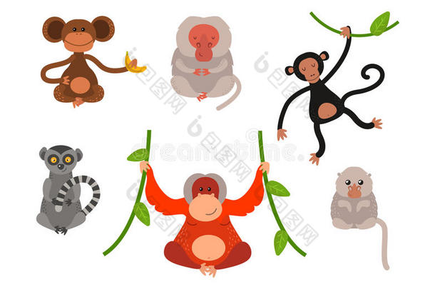 不同类型的猴子稀有动物载体集。