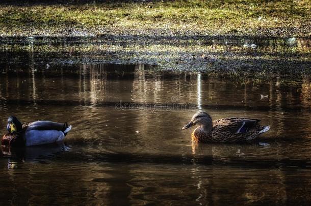 鸭子在春天的池塘里游泳