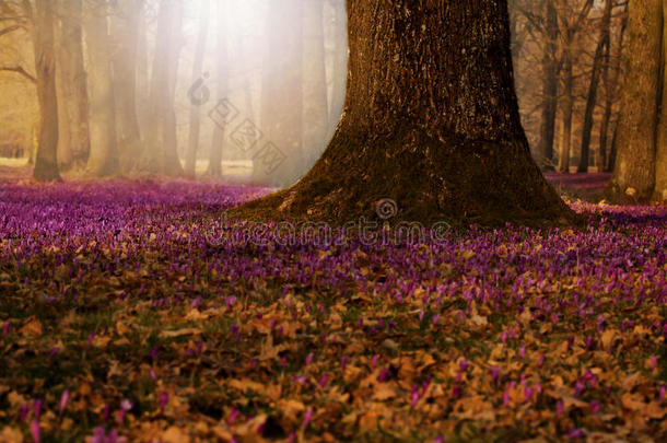 日落时带橡树的野生紫色番红花田。 春<strong>天</strong>开着的番红花的美丽