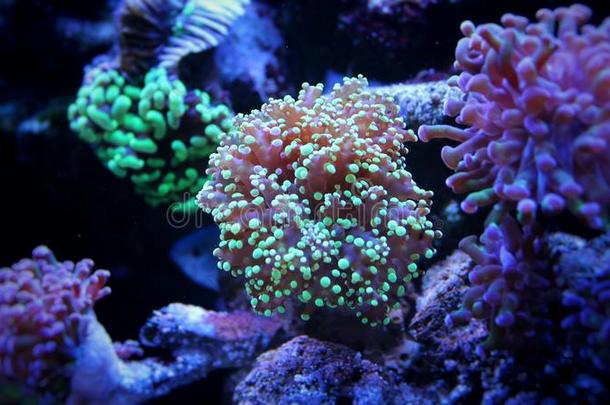 欧菲利亚火炬珊瑚