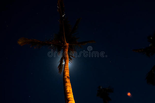 波西米亚椰子树夜空