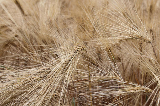 栽培田成熟小麦穗的背景