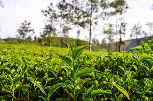 种植园上的新鲜茶叶