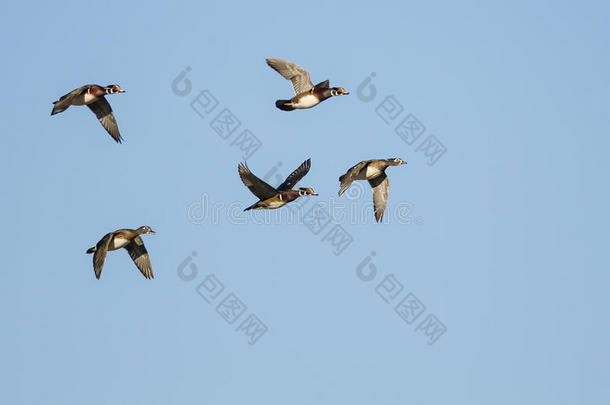 一群木鸭在蓝天上飞翔