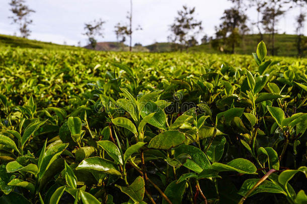 种植园上的<strong>新鲜茶叶</strong>