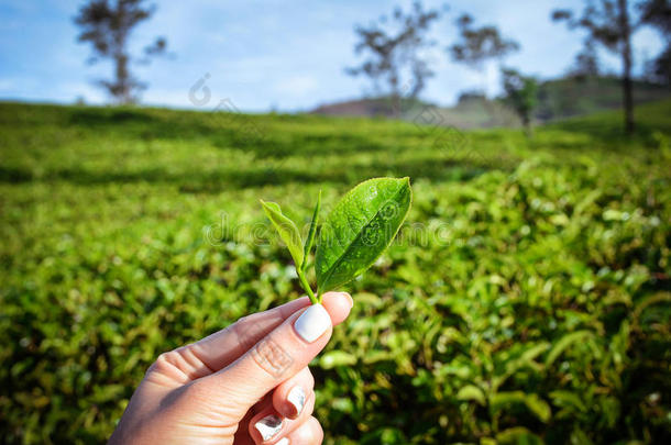 种植园上的新鲜茶叶