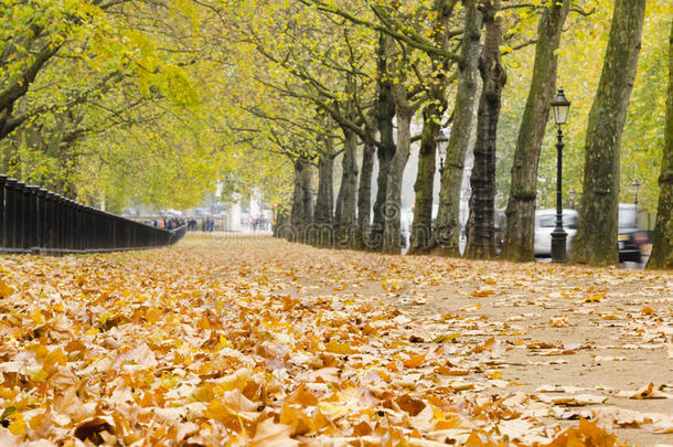 伦敦海德公园的秋径