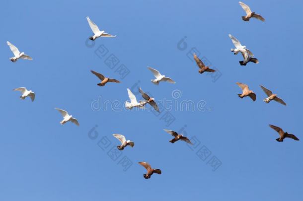 一群鸽子在蓝天上