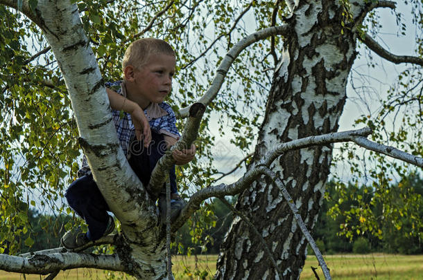 男孩坐在树林里的一棵树上