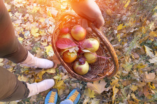 秋季收获季节主题水果在传统篮子