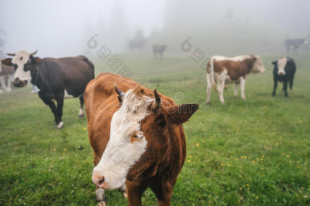 夏天山林里的一群母牛带着雾