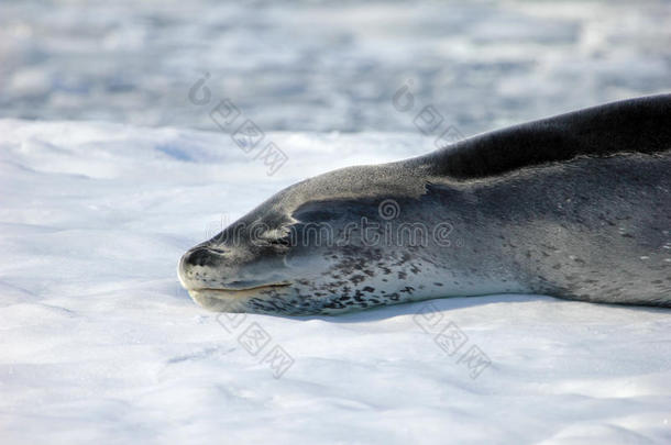 冒险动物南极南极洲蔚蓝