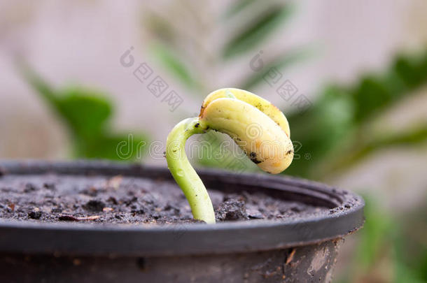 农业和播种植物种子生长步骤概念