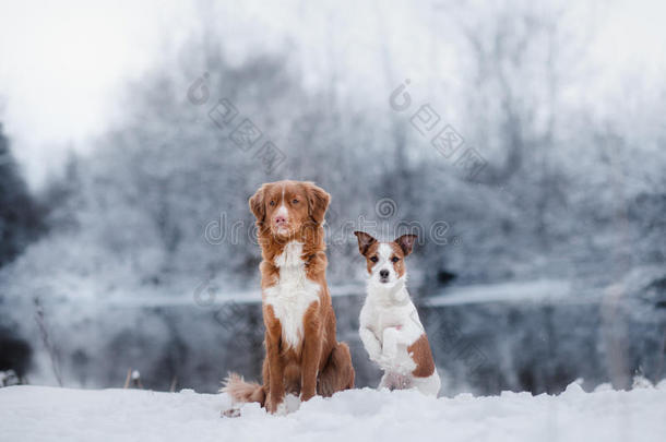 狗杰克罗素猎犬和一只新斯科舍鸭在户外<strong>鸣叫</strong>猎犬