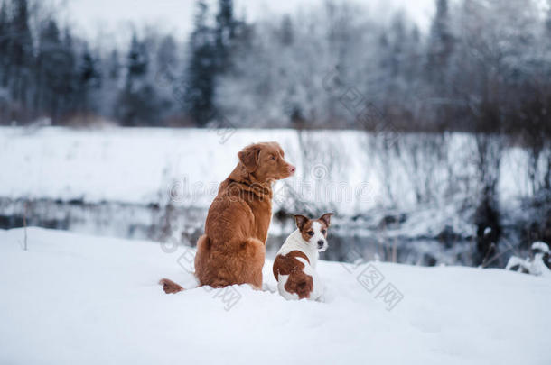 狗杰克罗素猎犬和一只新斯科舍鸭在户外<strong>鸣叫</strong>猎犬