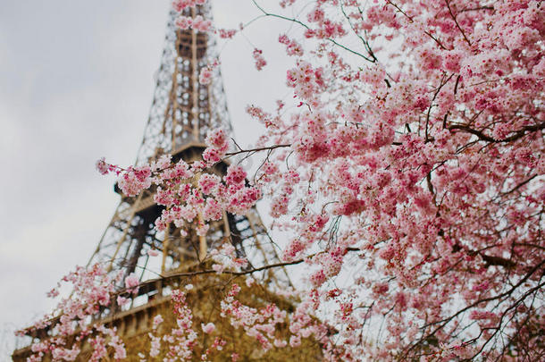 巴黎埃菲尔铁塔樱花